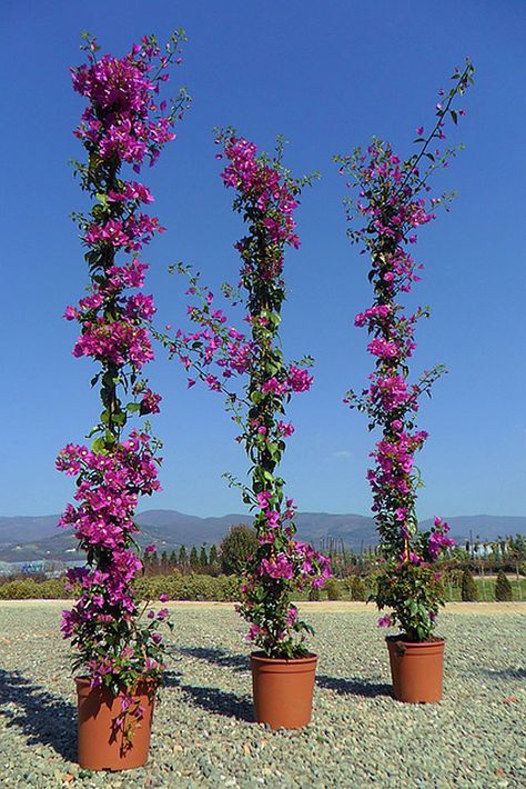 Bougainvillea On Fence Backyards, Bougainvillea Pot Ideas, Bougainvillea Glabra Plants, Boganvila Plant Wall, Bougenville Flowers, Bougainvillea Trellis, Bougainvillea Tree, Climbing Flowers, Front Garden Landscape