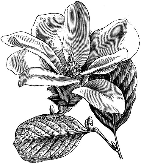 Flower and Leaves of Magnolia Conspicua Magnolia Illustration, Flower Photos Art, Pencil Drawings Of Flowers, Flower And Leaves, Engraving Illustration, Basic Drawing, Floral Drawing, Futuristic Art, Magnolia Flower