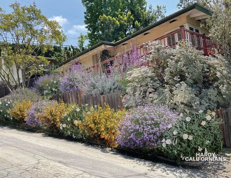 Hardy Californians | Incoming! New composite illustration of a California Native frontage garden project for a Pasadena family home. St. Catherine’s Lace… | Instagram Southern California Native Garden, California Native Garden, Spanish Garden, California House, California Garden, California Landscape, St Catherine, Native Garden, Garden City