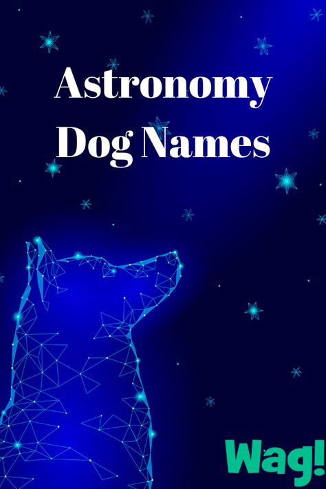 Read our list of the best astronomy-inspired dog names! #astronomy #astrology #constellations #unique #dognames Space Names For Pets, Astrology Constellations, Top Dog Names, Name Astrology, Cute Puppy Names, Dog Breeds That Dont Shed, Space Names, Best Dog Names, Puppy Time