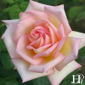 The Lady Rose Nursery, Heirloom Roses, Types Of Roses, Shrub Roses, Growing Roses, Hybrid Tea Roses, Planting Roses, Blooming Plants, Rose Bush