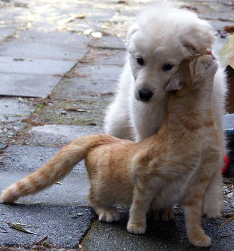 When Cat And Dog Get Along Dog Best Friend, Image Chat, Raining Cats And Dogs, Animals Friendship, Cute Kittens, 귀여운 동물, Animals Friends, Cat Love, Animals Beautiful