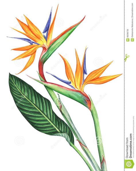 Illustration about Bird of Paradise flowers isolated on white background. Hand drawn watercolor illustration. Illustration of bright, illustration, bird - 99298736 Bird Of Paradise Tattoo, Ako Kresliť, Paradise Painting, Bird Outline, Bird Of Paradise Flower, Tattoo Bird, Paradise Tattoo, Bird Of Paradise Plant, Paradise Plant