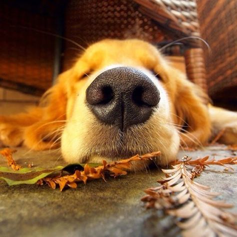 All Dog Breeds, Dog Nose, Dog Rules, Beautiful Autumn, Golden Retrievers, Cover Photo, Big Dogs, Animals Friends, Dog Pictures