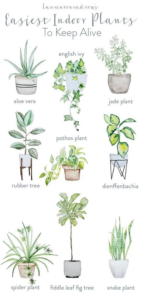 43 Ways To Make Your Home So Much Cozier Plants Indoor Decoration, Easy Indoor Plants, Easy House Plants, Fiddle Leaf Fig Tree, Pothos Plant, Rubber Tree, Plant Decor Indoor, Watercolor Plants, Keep Alive