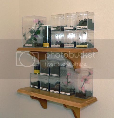 Enclosure/Terrarium Pictures | Arachnoboards Mantis Enclosure Ideas, Mantis Terrarium, Mantis Enclosure, Large Vivarium, Terrarium With Insects, Closed Terrarium Animals, Terrestrial Tarantula Enclosure, Enclosure Ideas, Color Catalog