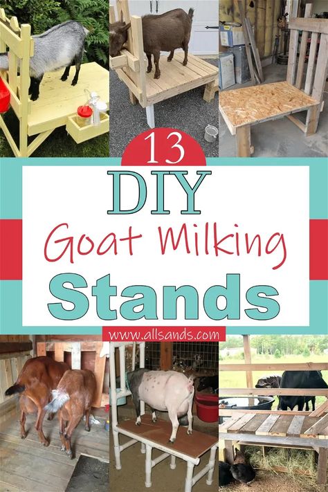 How To Make A Goat Milking Stand, How To Build A Goat Milking Stand, Diy Milking Stand For Goats, Goat Milk Stand Diy, Goat Milking Stand Diy Plans, Goat Milking Stand Plans, Diy Goat Milking Stand, Milking Stand For Goats, Goat Milking Station