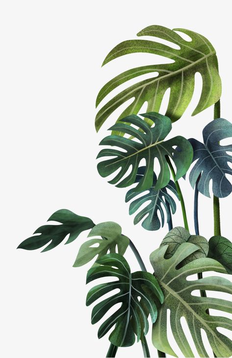 Watercolor Leaf, Plants Art, Leaf Decoration, Plant Images, Soyut Sanat Tabloları, Plant Wallpaper, Plant Aesthetic, Plant Painting, Monstera Plant