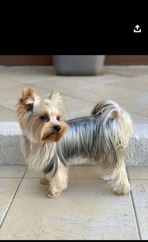 Yorkie Face Haircut, Yorkshire Haircut, Yorkie Terrier Haircuts, Yorkie Puppy Care, Yorkie Haircut, Yorkie Cuts, Yorkie Hairstyles, Yorkie Haircuts, Yorkshire Terrier Haircut