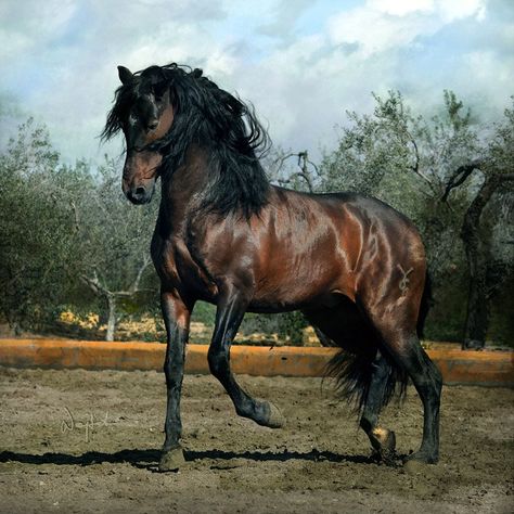 Pura Raza Española - Yeguada Carrión Ahal Teke, Bay Horse, Akhal Teke, Andalusian Horse, Most Beautiful Horses, Most Beautiful Animals, Majestic Horse, Brown Horse, All The Pretty Horses