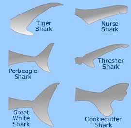 Sharks at Animal Corner, great website for children to learn about animals... Shark Tales, Different Types Of Sharks, Oceanography Marine Biology, Shark Species, Shark Tail, Save The Sharks, Types Of Sharks, Shark Facts, Shark Pictures