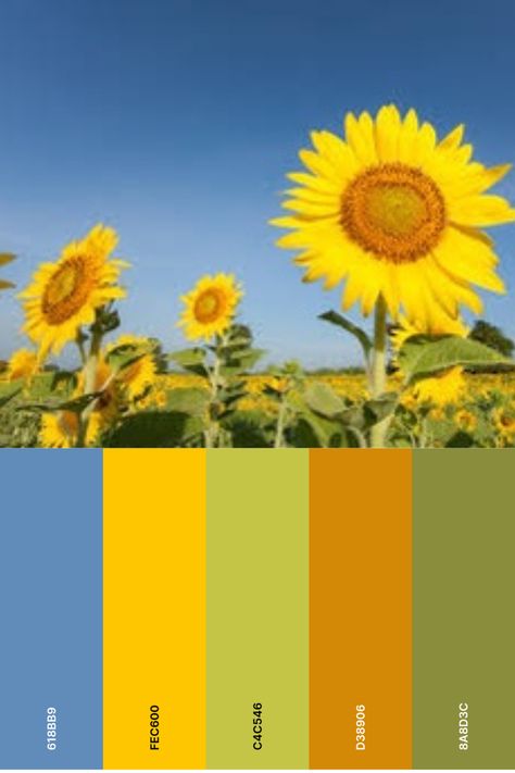 Sunflower Pallet Color, Colors That Go With Sunflowers, Sunflower Colour Palette, Summer Camp Color Palette, Sunny Color Palette, Color Palette Sunflower, Sunflower Color Palette, Summer Color Pallet, Web Design Color Palette