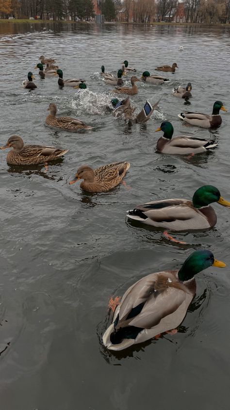 Ducks In Pond Aesthetic, Duck Pond Aesthetic, Ducks Mallard, Duck Ponds, Duck Pics, Pet Duck, Wild Ducks, Duck Farming, Raising Ducks