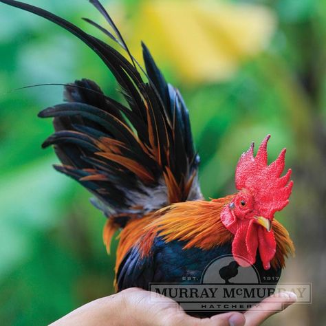 Murray McMurray Hatchery - BB Red Old English Game Bantam Old English Bantam Chickens, Bantam Chicken Breeds, Livestock Photography, Bantam Chicken, Produce Farm, Poultry Breeds, Breeds Of Chickens, Rooster Breeds, Coturnix Quail