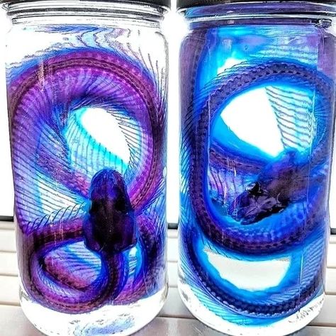 Translucent Animals, Diaphonized Specimens, Wet Specimen Taxidermy, Wet Specimen, Taxidermy Art, Vulture Culture, Spooky Tattoos, Horror Themes, Bottle Lights