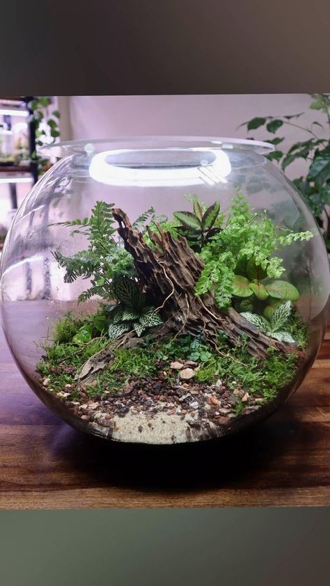 #fishbowl #terrarium #scape #microlandscape Fish Bowl Terrarium, Fishbowl Terrarium, Glass Bowl Terrarium, Best Terrarium Plants, Bowl Terrarium, Diy Succulent Terrarium, Succulent Bowls, Plants In Jars, Miniature Terrarium