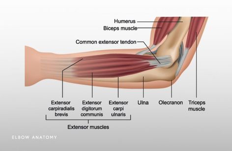 Elbow Anatomy, Repetitive Strain Injury, Golfers Elbow, Referred Pain, Forearm Muscles, Bicep Muscle, Elbow Braces, Dry Needling, Elbow Pain