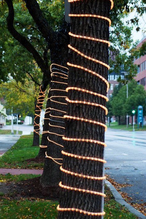 Rope lights can also be used as purely decorative lighting, such as Christmas lights Christmas Installation, Outdoor Rope Lights, Tree Rope, Outdoor Tree Lighting, Christmas Rope Lights, Rope Lighting, Landscape Lighting Design, Outdoor Christmas Tree, Outdoor Trees