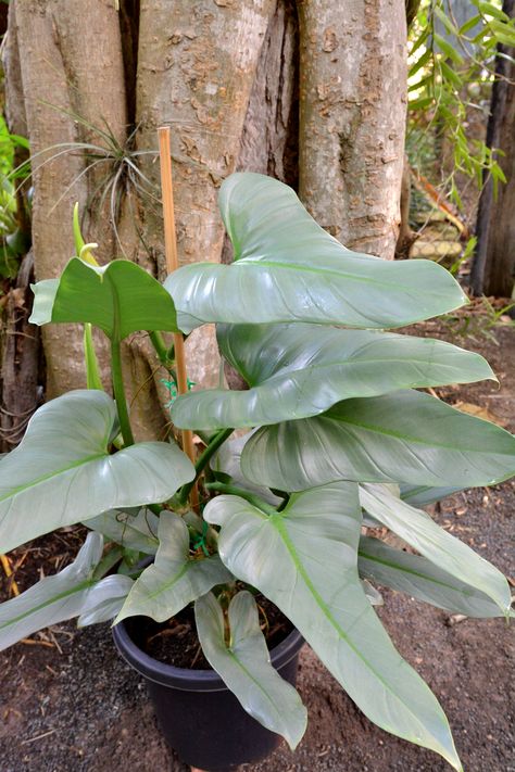 Philodendron Hastatum, Silver Plant, Plant Goals, Window Plants, Philodendron Plant, Inside Plants, Starter Plants, Plant Aesthetic, Cactus Y Suculentas