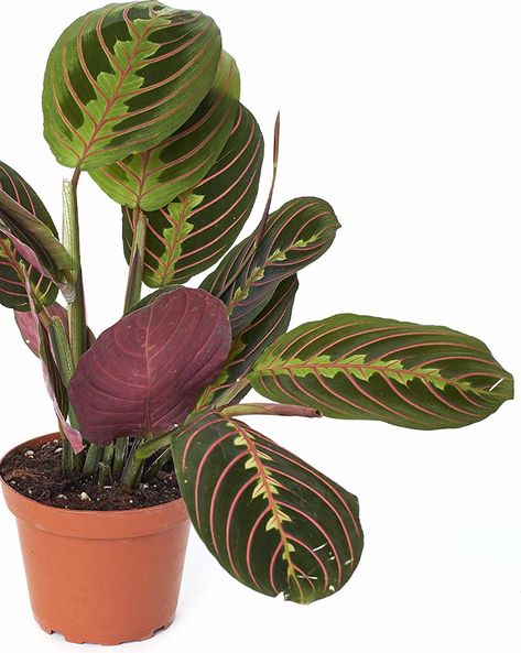 Prayer Plant Care - All You Need To Know! | OSERA Low Light House Plants, Indoor Plants Low Light, Peace Lily Plant, Houseplants Low Light, Air Purifying House Plants, Calathea Plant, نباتات منزلية, Lily Plants, Inside Plants