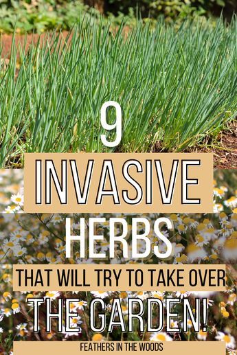 9 Herbs that want to take over your garden. Once planted, these herbs will reseed themselves or send out runners to multiply to all available space! 9 different herbs that are very useful medicinally, but you have to be careful of where you plant them in your herb garden! Herbs In Garden Ideas, Cooking Herbs Garden, Layered Herb Garden, Backyard Herb Garden Ideas Landscapes, What Herbs Are Perennials, Simple Herb Garden Ideas, Outdoor Herb Garden Design Layout, Herbs In Flower Bed, Full Sun Herb Garden