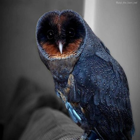 Black Barn Owl, Black Barn, Barn Owl, On Instagram, Instagram, Black