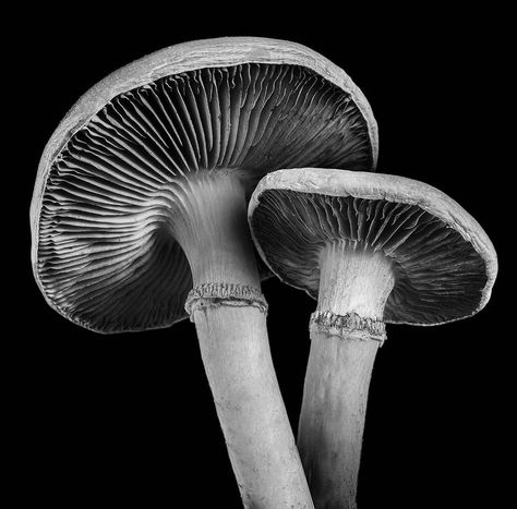 Black And White Still Life, Cyanotype Ideas, Shroom Art, High Contrast Photography, Contrast Photography, Pencil Work, Karl Blossfeldt, Observational Drawing, Tattoo Photography