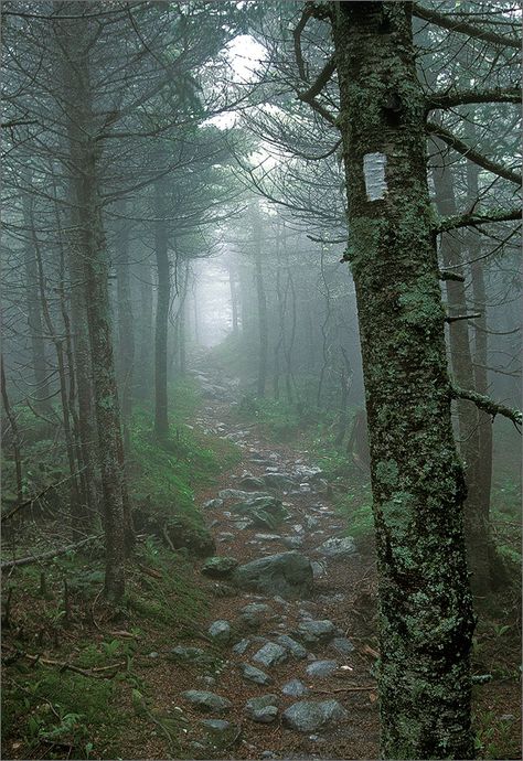 Trail Aesthetic, Long Trail, Hiking Photography, Thru Hiking, Forest Path, Pretty Landscapes, Green Mountain, Landscape Scenery, Nature Trail