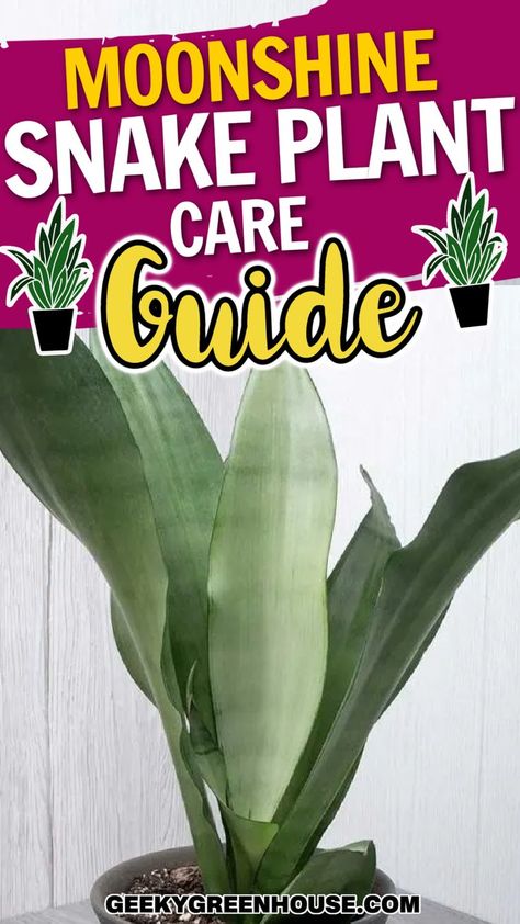 The moonshine snake plant is one of the most beautiful varieties of houseplants you can keep. It is incredibly easy to care for and does not require much attention. I love this houseplant as it adds such a lovely green houseplant aesthetic to the home! This snake plant will not let you down. Follow this care guide for the best ideas on how to care for this indoor plant. Houseplant Aesthetic, Snake Plant Indoor, Snake Plant Care, Easy Care Houseplants, Houseplant Care, Keep Alive, Air Purifying Plants, House Plant Care, Snake Plant