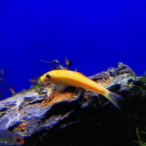 Meet our golden guardian, the algae eater! 🐟✨ Keeping our tank sparkling clean and looking fabulous. #goldenalgaeeater #algaeeater #algae #plantedaquarium #fish #aquarium #plantedtank Which do you prefer for algae control? Fish Aquarium, Sparkling Clean, Planted Aquarium, Short Videos, Sparkle, Fish, Instagram