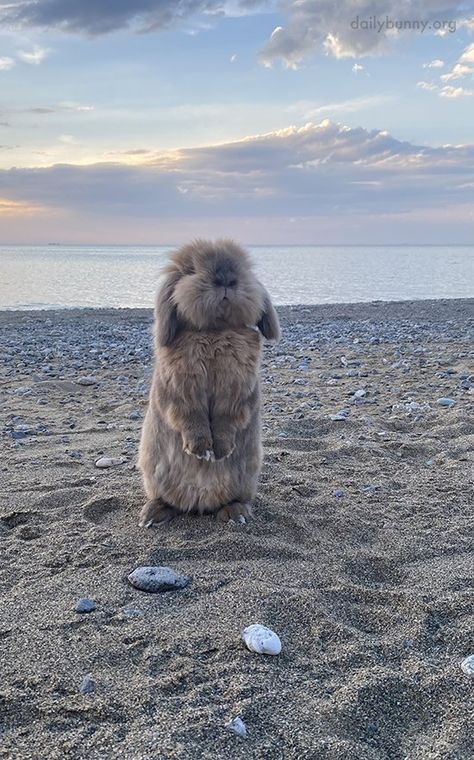 Cute Rabbit Photos, Bunny On The Beach, Cute Bunny Aesthetic, Sea Bunnies, Pet Bunnies, Beach Animals, Aesthetic Bunny, Bunnies Cute, Bunny Pet