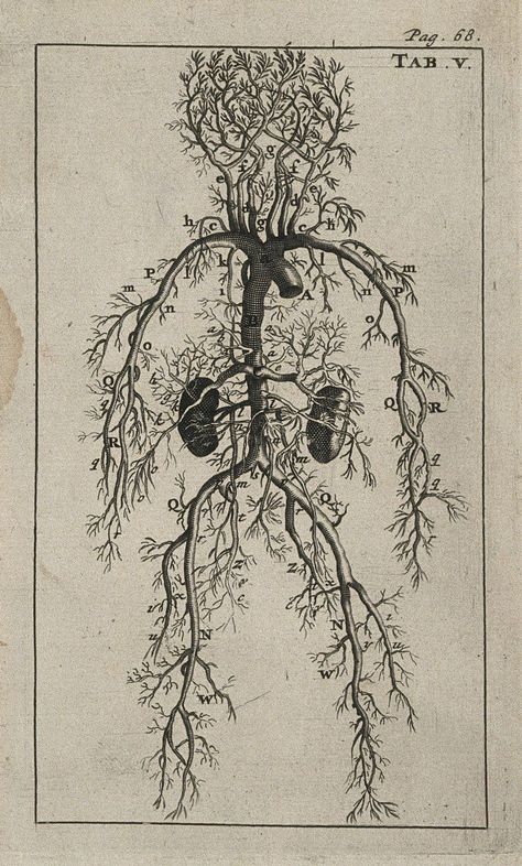 Arterial System, Health And Fitness Magazine, Human Anatomy Art, Medical Art, Medical Illustration, Anatomy Reference, Lithography, Anatomy Art, A Tree