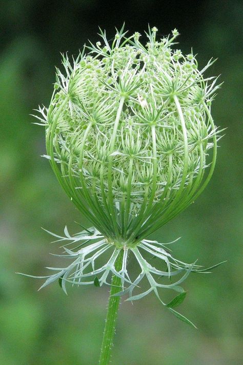 Wild Carrot, Greenery Flowers, Garlic Beef, Carrot Flowers, Queen Anne's Lace Flowers, Daucus Carota, Flora Flowers, Herbaceous Border, Orchid Arrangements