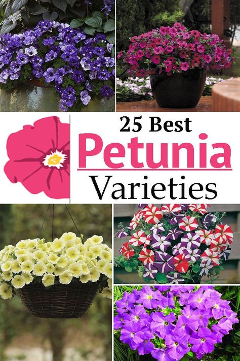 Add a dash of colors with different Types of Petunias and decorate the borders or containers of your garden with these pretty flowers! Petunia Landscaping Ideas, Petunia Color Combinations, Petunias Flower Bed Front Yards, Petunia Planters, Double Petunias, Petunias In Pots, Growing Petunias, Petunia Planter, Flower Combos