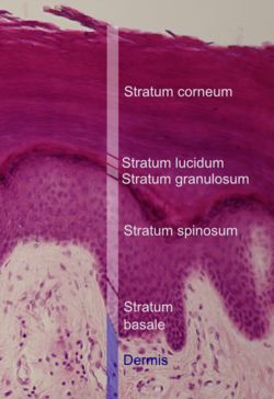 Skin Layers Anatomy, Skin Histology, Surviving College, Cellular Biology, Biomedical Engineer, Histology Slides, Teas Test, Medical Poster, Skin Anatomy