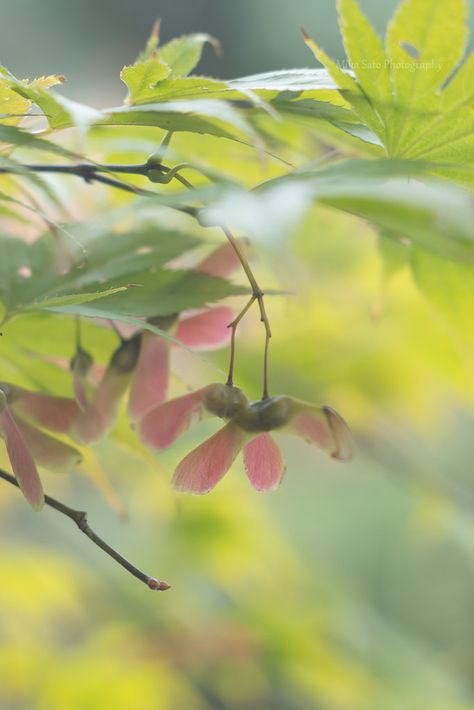 Japanese maple tree seed pods | Mika | Flickr Maple Tree Seeds, Japanese Maple Tree, Tree Seeds, Japanese Maple, Maple Tree, Seed Pods, Pink And Green, Seeds, Plants