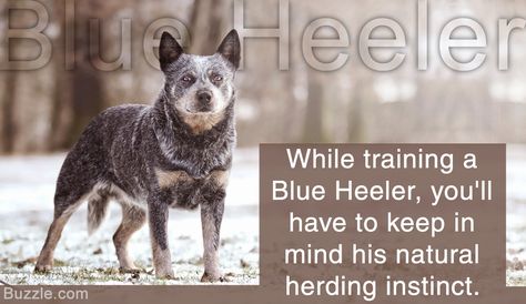 Blue heeler training tip Dog Training Tricks, Blue Heeler Puppies, Heeler Puppies, Barking Dog, Dog Minding, Blue Heelers, Easiest Dogs To Train, Australian Cattle Dogs, Best Dog Training