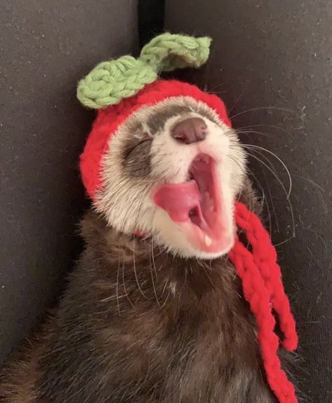 Silly Ferret Pfp, Crochet Ferret Clothes, Funny Ferret Pics, Ferret Outfits, Ferret Pfp, Ferret Clothes, Funny Ferrets, Cute Ferrets, Sharp Teeth