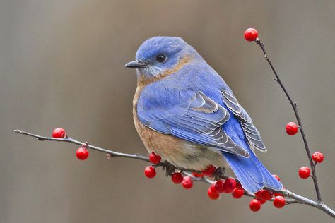 Berry Branch, Blue Bird Art, Winter Bird, Bird On Branch, Bird Pictures, Pretty Birds, Bird Illustration, Watercolor Bird, Colorful Birds