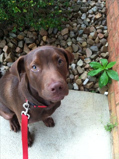 Chocolate lab and pitbull mix=adorable best friend Chocolate Lab Pitbull Mix Puppy, Lab Pitbull Mix Puppy, Chocolate Pitbull, Chocolate Lab Mix, Pitbull Lab Mix, Pitbull Lab, Lab Pit Mix, Pitbull Mix Puppies, Lab Mix Puppies