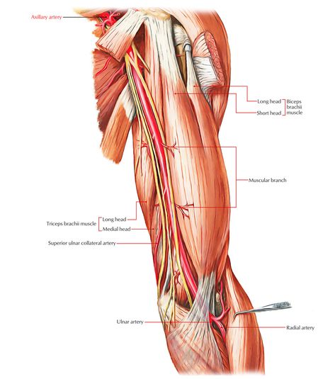 Arteries of the Upper Limb: Axillary Artery Brachial Artery, Major Arteries, Triceps Brachii Muscle, Limb Anatomy, Human Anatomy Picture, Upper Limb Anatomy, Axillary Nerve, Anatomy Notes, Nerve Anatomy