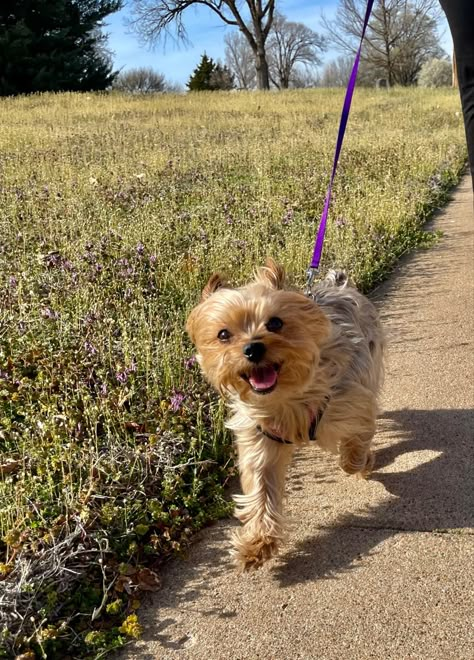 Yorkies Aesthetic, Yorkie Terrier Aesthetic, Yorkshire Aesthetic, Yorkie Aesthetic, Dogs Yorkie, Outside Aesthetic, York Dog, Dog Mommy, Yorkie Terrier