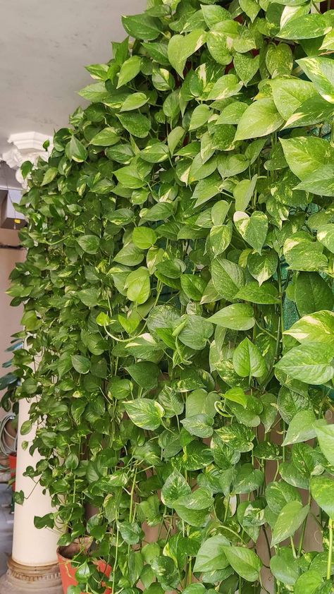 Curtain Creeper Plant, Money Plant Decor Indian, Curtain Creeper, Manduva House, Tv Deck, Money Plant Indoor, Indoor Vines, Creepers Plants, Vertical Garden Diy