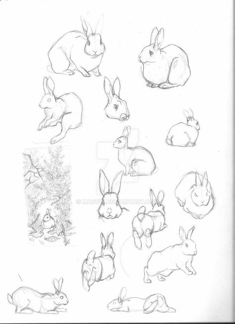 Rabbit Anatomy, Bunny Sketches, Rabbit Drawing, Bunny Drawing, Animal Study, Picture Books Illustration, Rabbit Art, Bunny Art, Arte Inspo