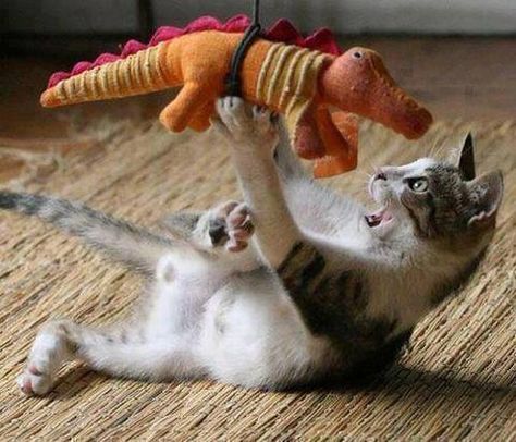 Taking down the enemy Nosara, Adorable Cats, Cute Kittens, Cats Meow, Animals Friends, Crazy Cats, Cat Pics, Cat Love, Cool Cats