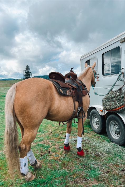 Saddle- double j pursuit flex Saddle pad- bayou west Boots- pro choice 2Xcool Palomino Horse Barrel Racing, Palomino Barrel Horse, Horse Video, Western Horse Riding, Palomino Horses, Aqha Horses, Jumping Horses, Bell Boots, Western Horses