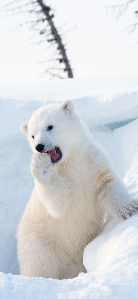 Polar Bear Wallpaper, Photo Ours, Polar Bear Images, Bear Instagram, Baby Polar Bears, Wallpaper Samsung, White Polar Bear, White Teddy Bear, Cute Polar Bear