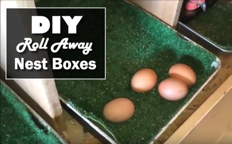 "DIY Roll Away Nest Boxes - the best way to prevent your eggs from breaking... #chickens #homestead #homesteading" Chicken Husbandry, Chicken Laying Boxes, Nesting Boxes Diy, Funky Chicken, Chicken Boxes, Best Egg Laying Chickens, Nest Boxes, Chicken Poop, Chicken Manure