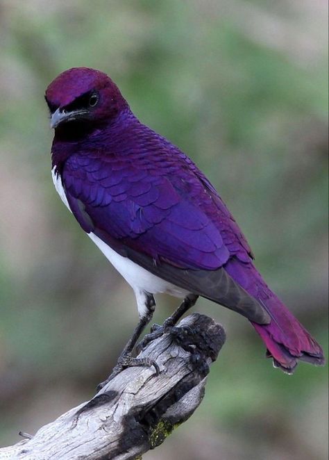 ☆ Purple Bird, Most Beautiful Birds, Kinds Of Birds, All Birds, Bird Pictures, Exotic Birds, Pretty Birds, Starling, Colorful Birds