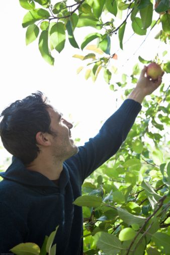 young man picking an apple Picking Fruit, Fruit Picking, Illustration Inspiration, High Res, A Man, Plant Leaves, Getty Images, Photo Image, The Selection